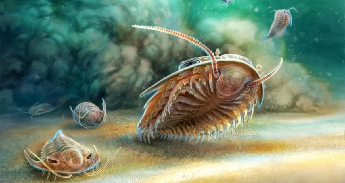 Cientistas encontram fósseis de trilobita de 500 milhões de anos em Marrocos