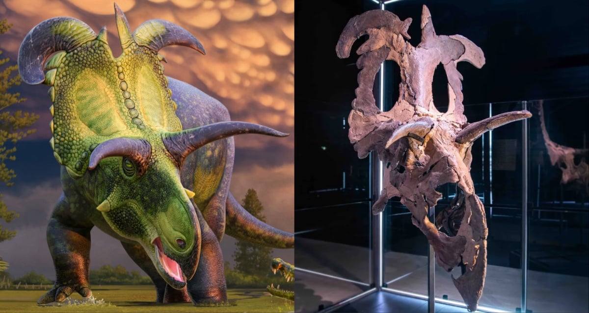 Novo fóssil enorme de dinossauro com chifres descoberto em Montana