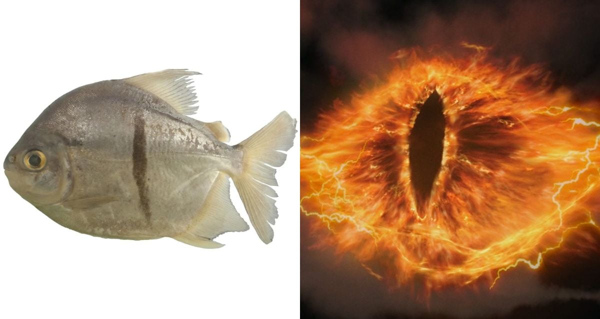 Pesquisadores descobrem novos peixes parecidos com piranhas com dentes humanos