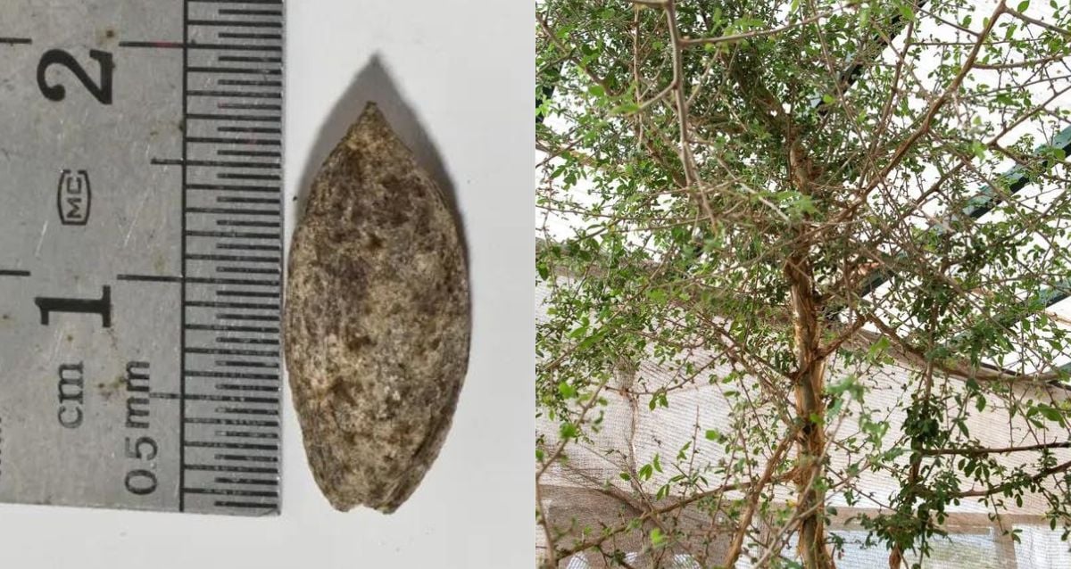 Árvore bíblica perdida cresce a partir de sementes misteriosas do deserto