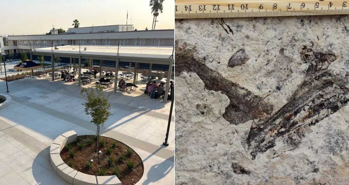 Milhões de fósseis pré-históricos encontrados sob escola secundária de Los Angeles
