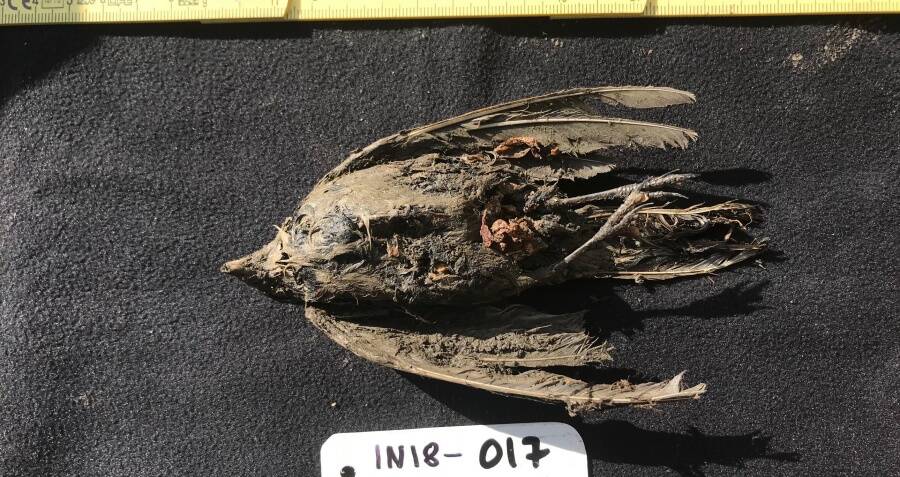Pássaro pré-histórico descoberto no permafrost da Sibéria com penas e garras intactas