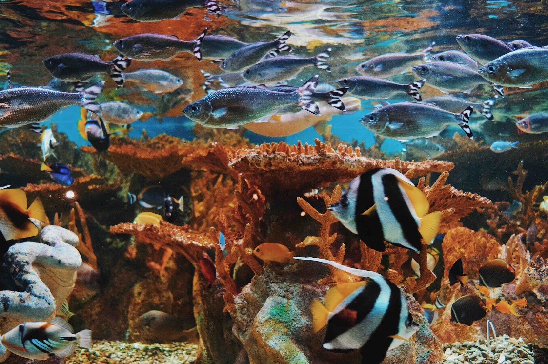 Ripley's Aquarium Toronto: Um mergulho nas maravilhas marinhas
