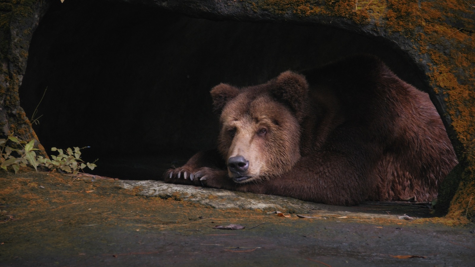 A verdadeira razão pela qual o urso das cavernas foi extinto