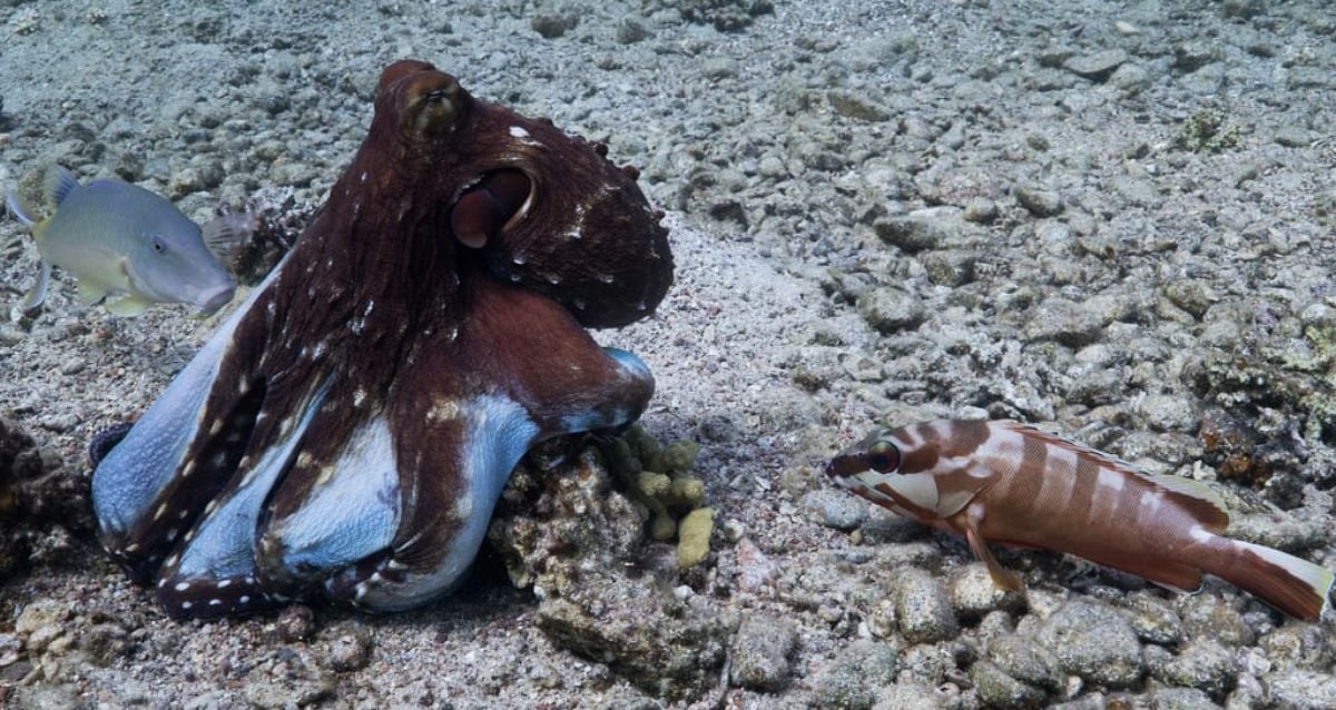 Polvos às vezes caçam junto com peixes, segundo novo estudo