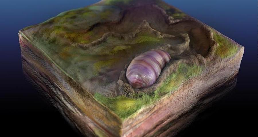 'Ancestral de todos os animais' encontrado em fósseis australianos de 555 milhões de anos