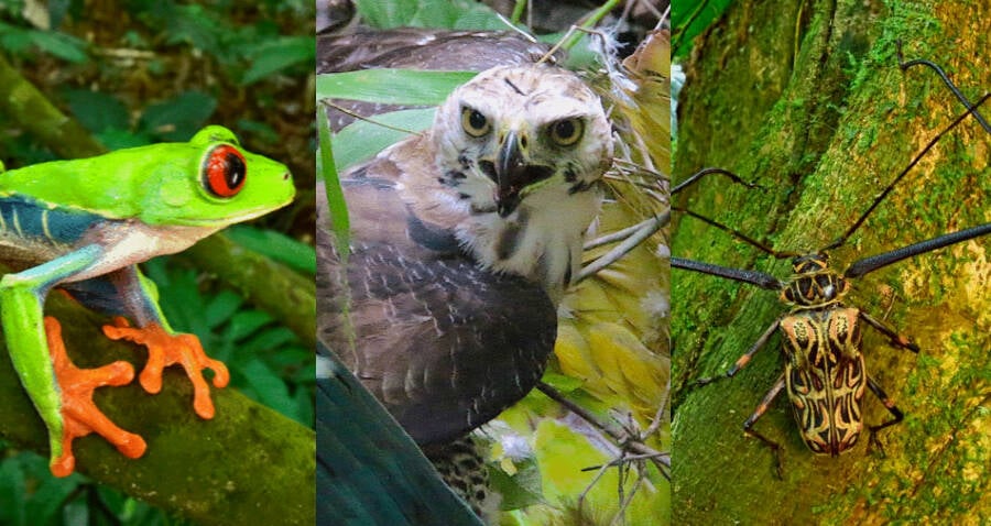 Espécies 'extintas' redescobertas em Honduras '' Lost City of the Monkey Deus '