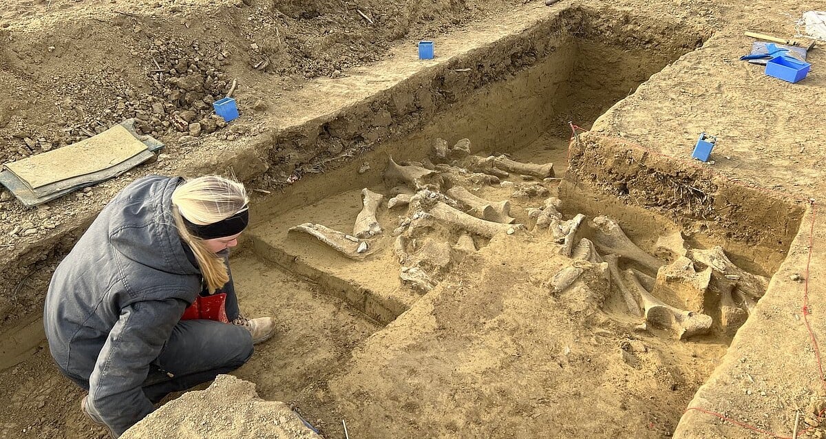 Local de ossos mamutes de 25.000 anos desenterrado na Áustria