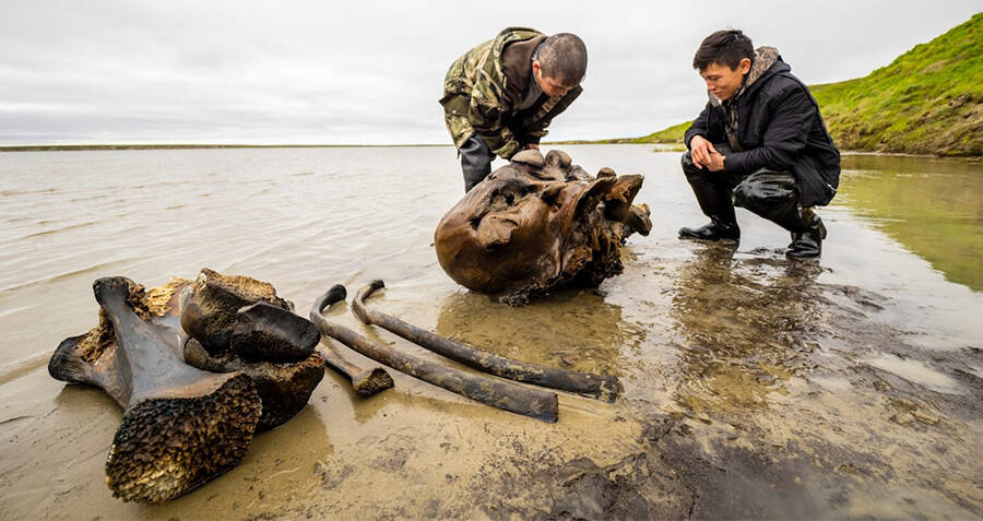 Maminhos de Woolly, de 10.000 anos, descobertos do lago Siberiano