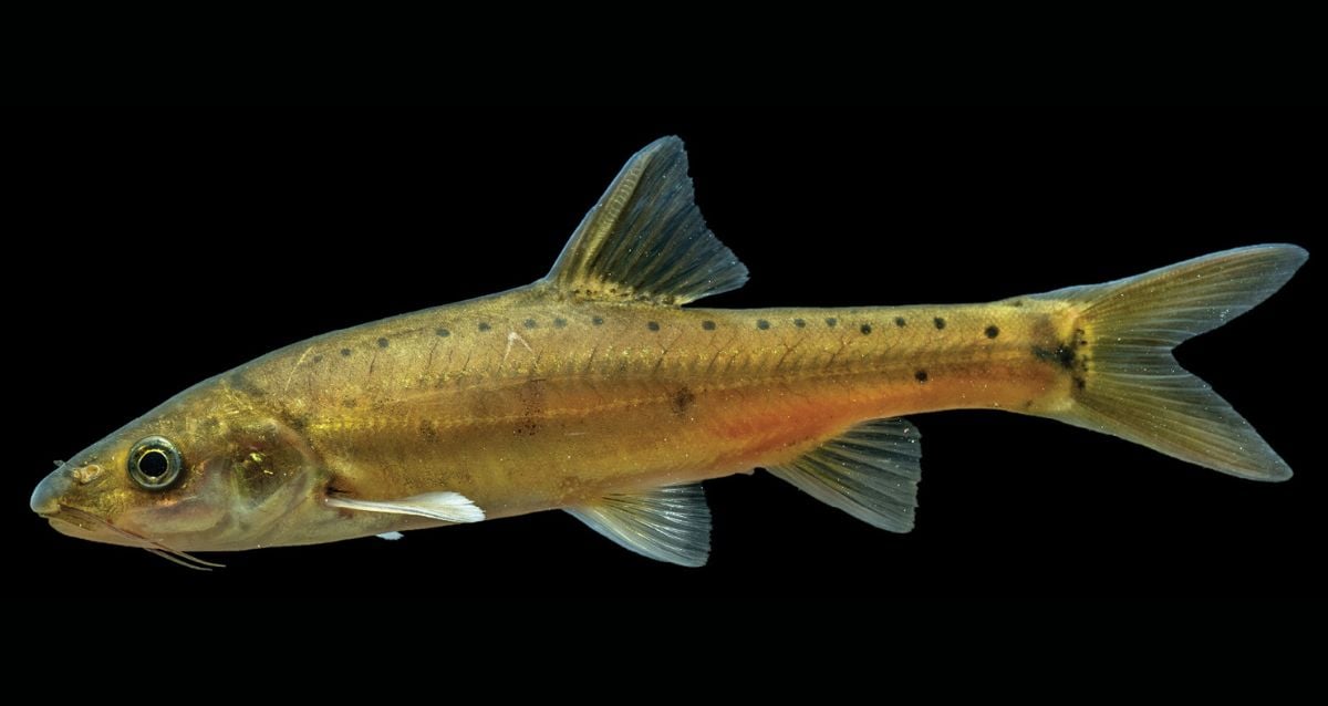 Novas espécies de peixes dourados sem escala descobertos na China