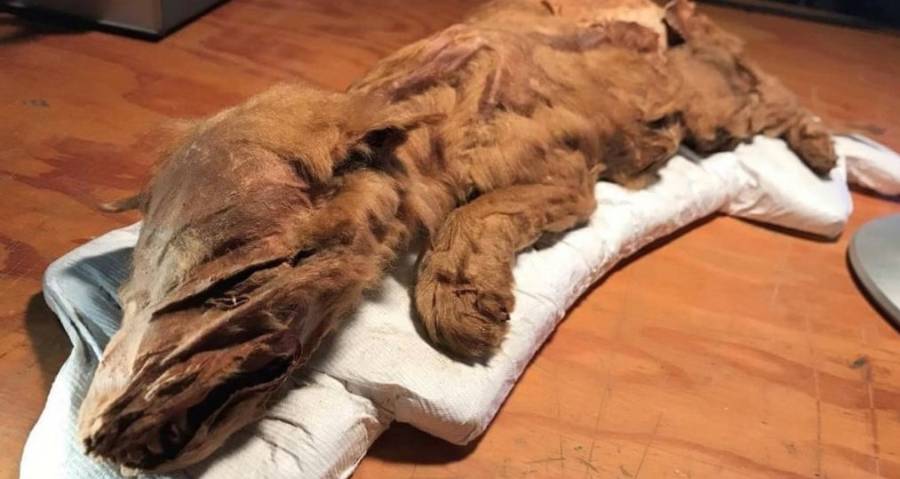 Os mamíferos da era do gelo mumificados achados bem preservados no permafrost