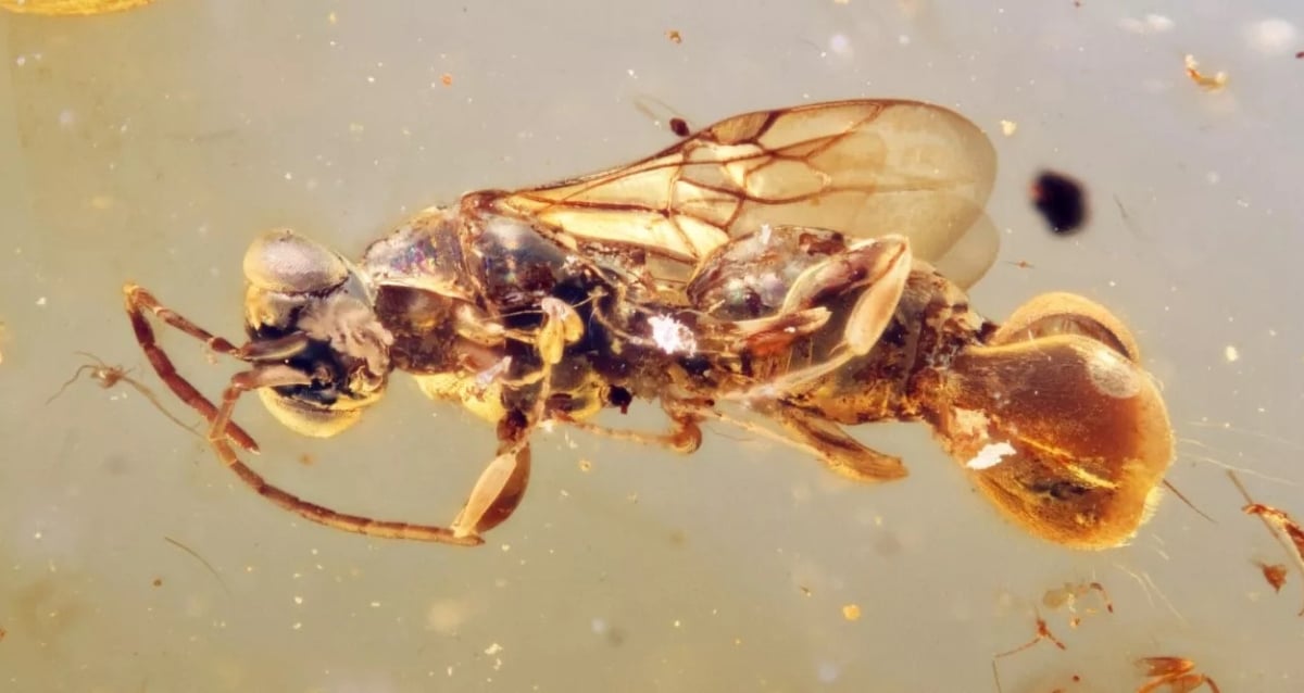Vespa pré -histórica 'Venus Flytrap' encontrada preservada em âmbar