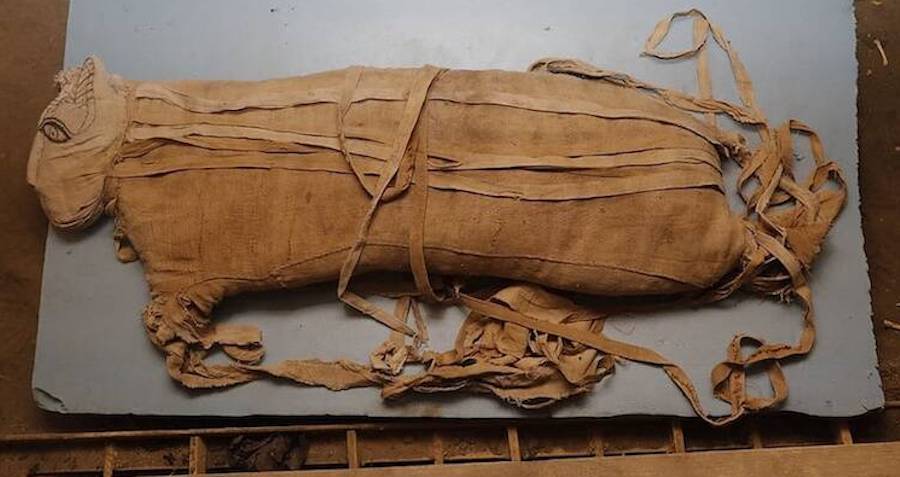 Descoberta rara de filhotes de leão mumificado desenterrados no Egito