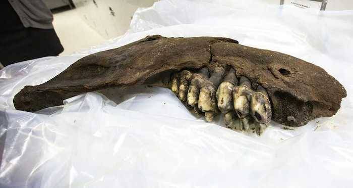 O adolescente de Iowa encontra a mandíbula de mastodon de 34.000 anos na fazenda de amigos