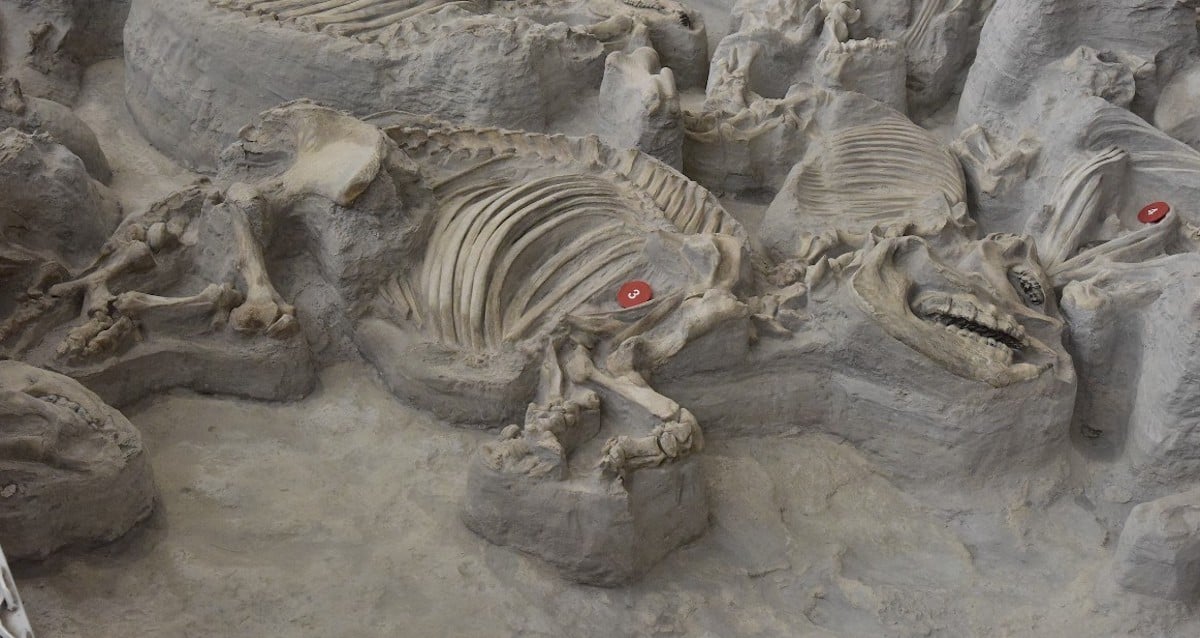 Os cientistas estudam o rebanho de rinoceronte pré -histórico encontrado em Nebraska