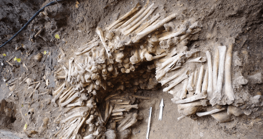 Parede feita de ossos humanos encontrados embaixo da Catedral na Bélgica