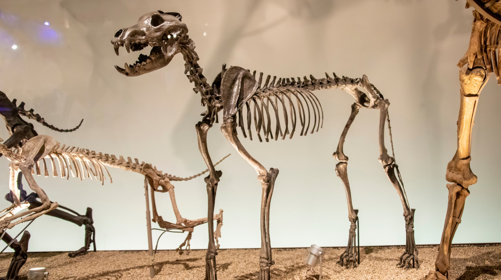 Teorias trágicas de por que o lobo terrível foi extinto