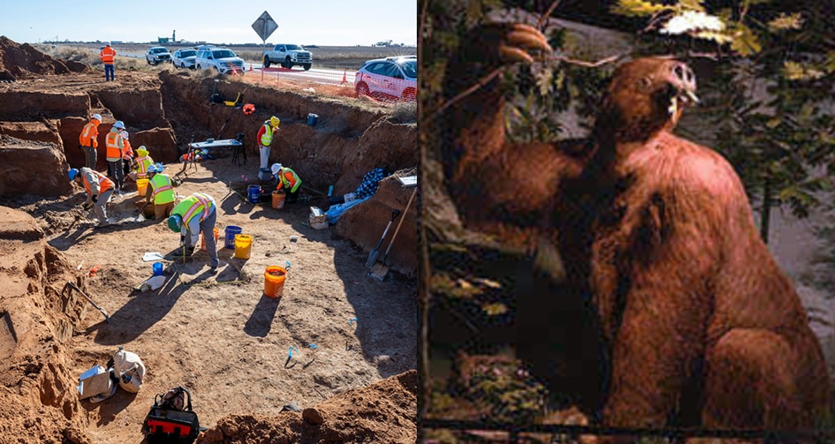 A preguiça do solo gigante pré -histórico encontrado no Texas durante o trabalho rodoviário