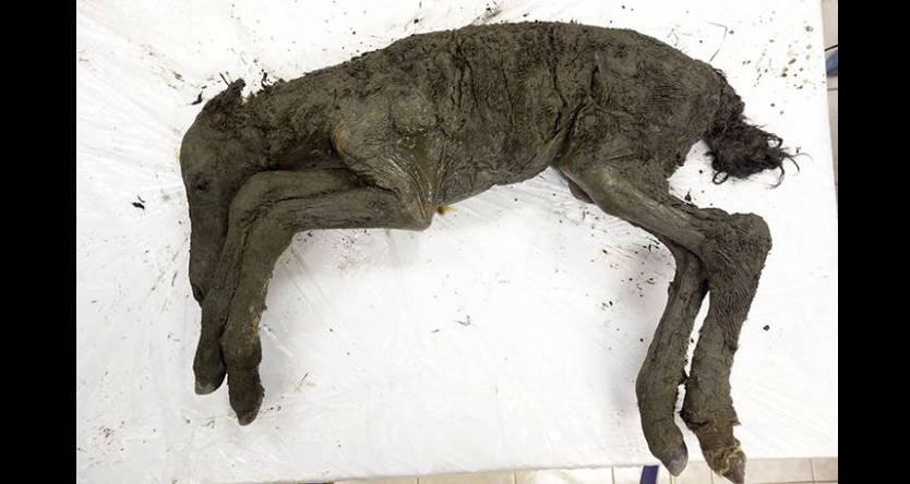 Cavalo extinto de 40.000 anos encontrado perfeitamente preservado no gelo da Sibéria