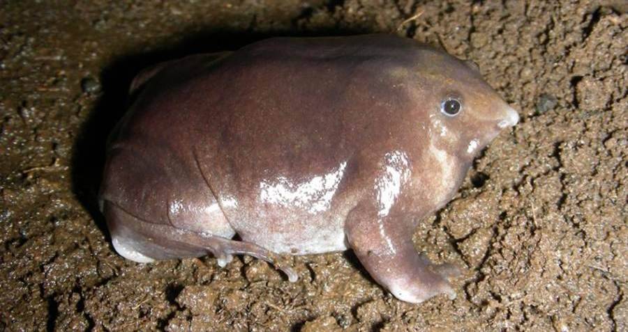 Cientistas da Índia descobrem uma nova espécie de sapo que se parece com um porco