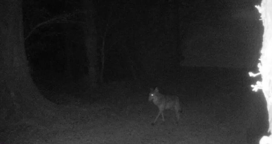 Lobo cinza europeu manchado no norte da França depois de um século