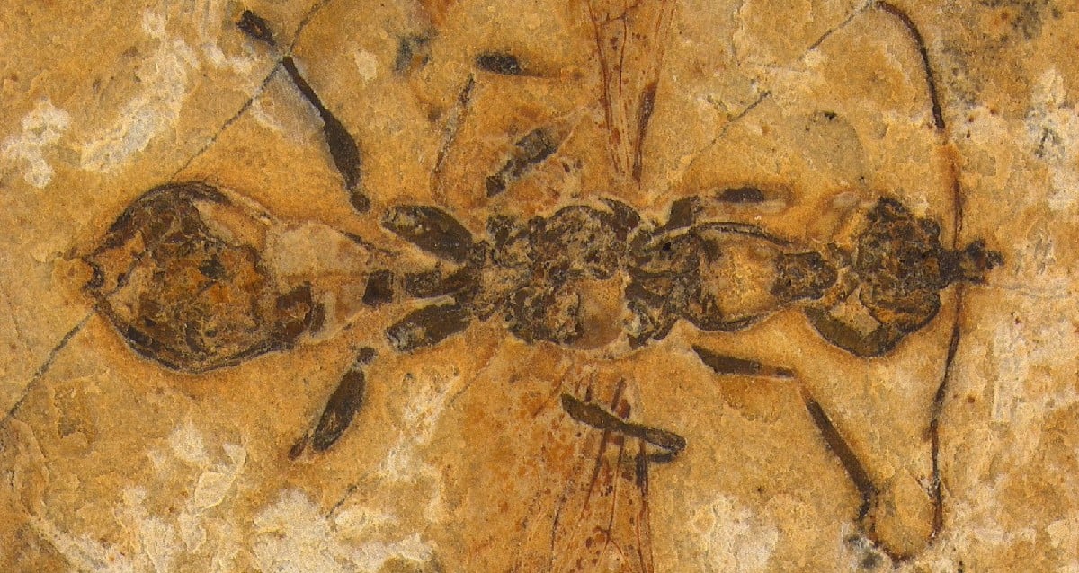 O fóssil da formiga mais antigo já encontrado desenterrado no Brasil