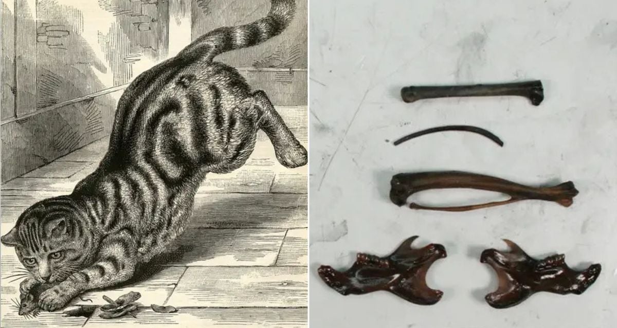 Os primeiros gatos domésticos na América do Norte vieram em navios espanhóis
