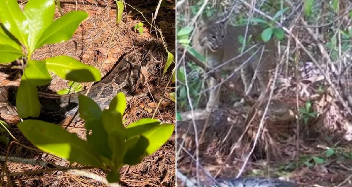 Bobcat na Flórida documentou matar Python pela primeira vez