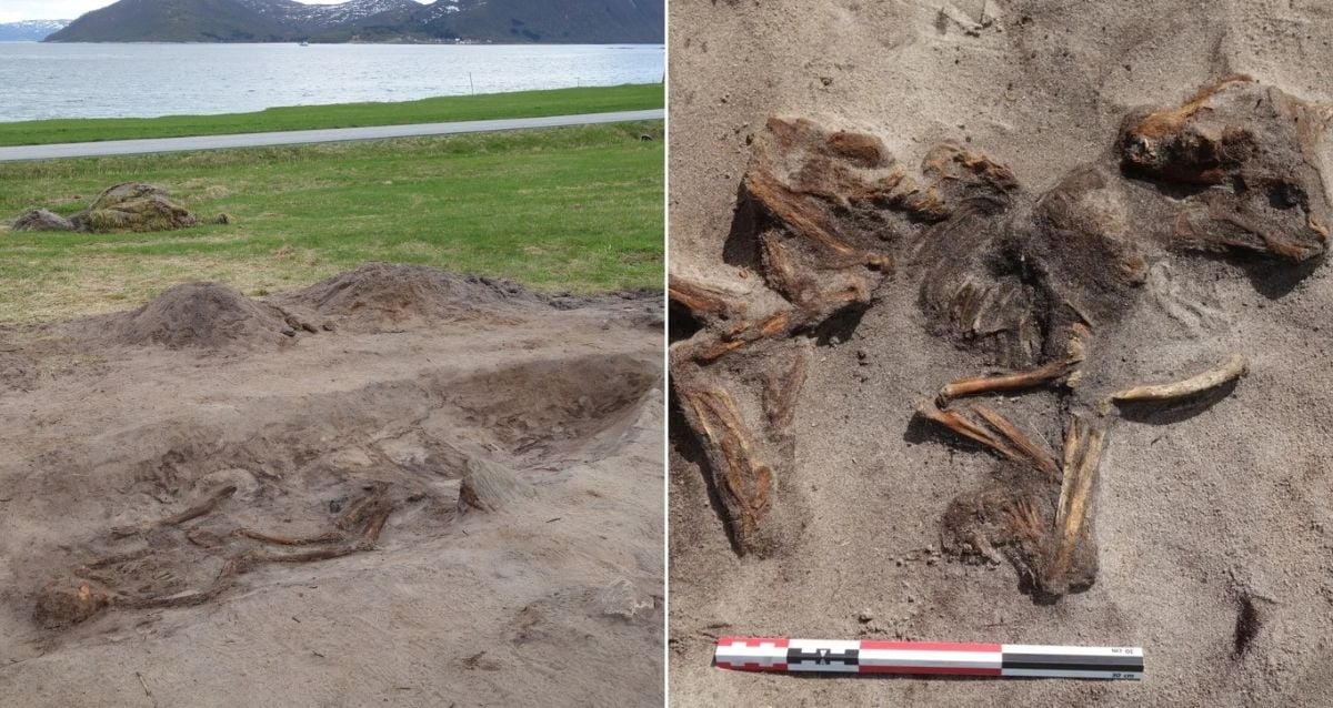 Enterro da mulher viking de elite e seu cachorro desenterrado na Noruega