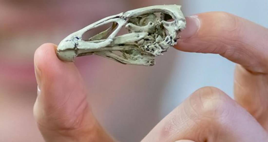 Fossil mais antigo do pássaro moderno já encontrado, apelidado de 'Wonderchicken'