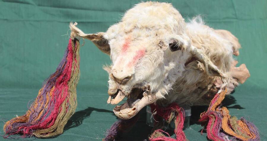 Lhamas mumificados sacrificados por incas 500 anos atrás descobertos no Peru