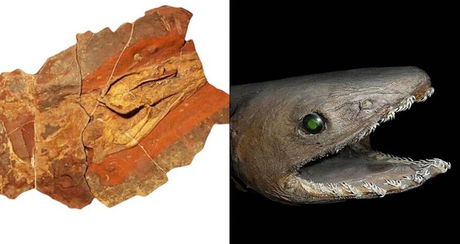 Os cientistas descobrem restos de um tubarão pré-histórico semelhante a uma enguia