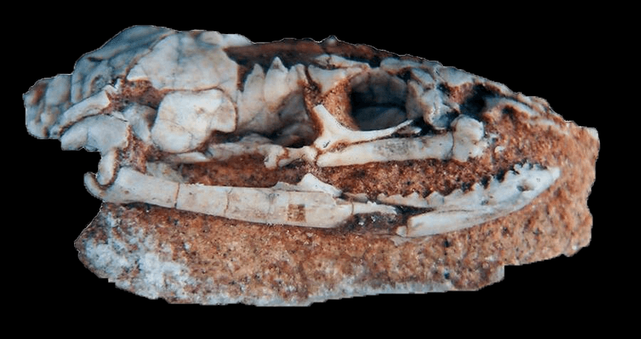 Um crânio raro de uma cobra antiga com pernas descobertas na Argentina