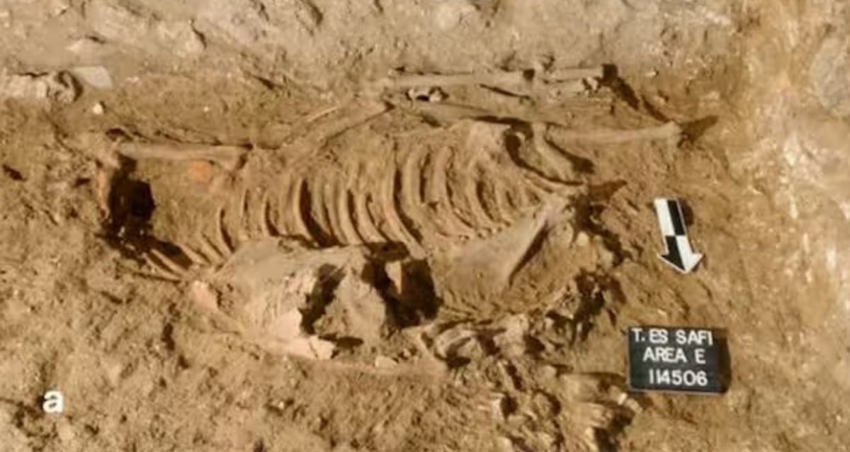 Donkey de 4.500 anos permanece encontrado sob a Casa Canaanita