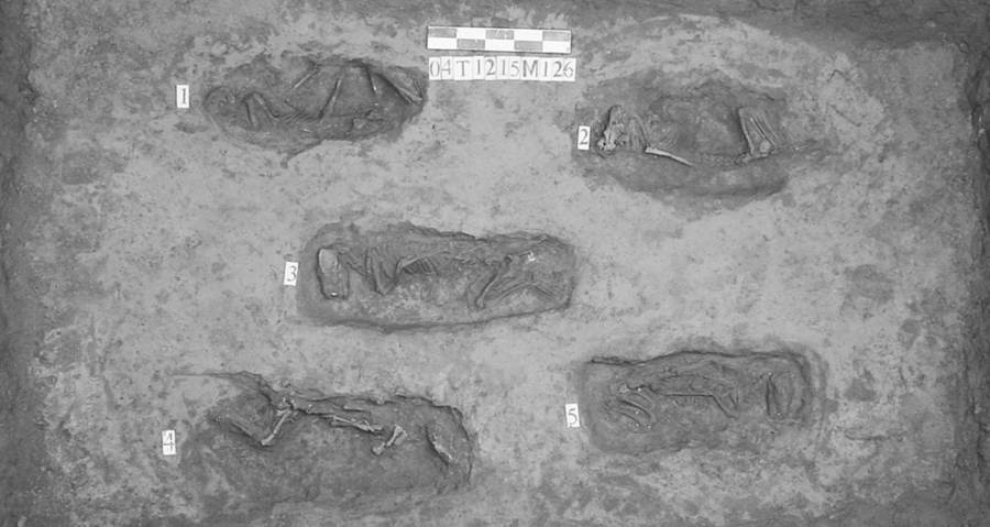 Na China antiga, os filhotes foram sacrificados como alternativas mais baratas aos humanos