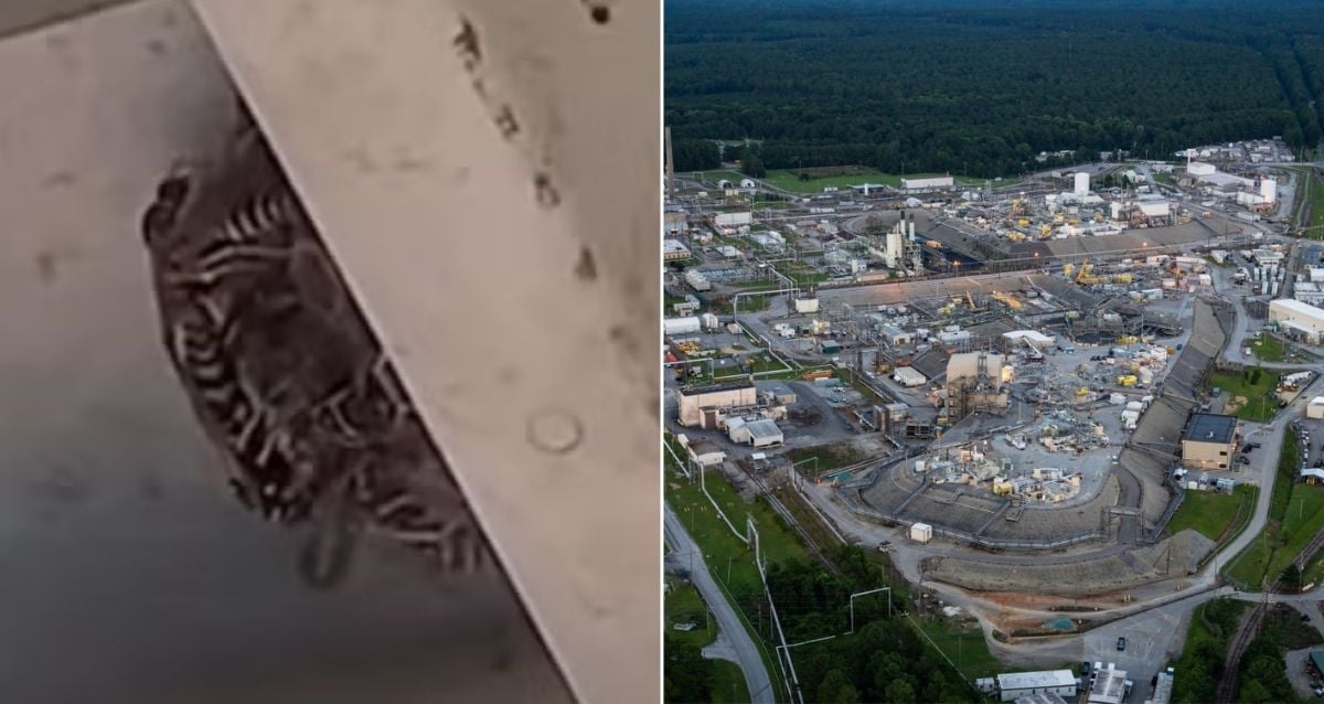 4 ninhos de vespa radioativos encontrados no local nuclear na Carolina do Sul