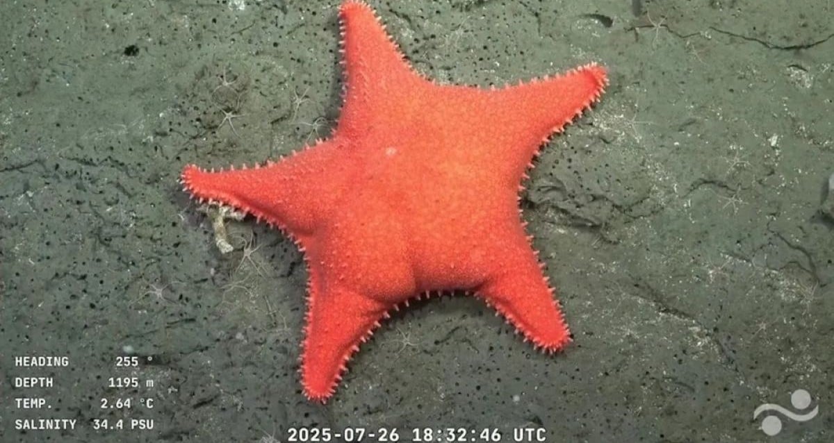 'Big-Butt Starfish' documentado na costa da Argentina