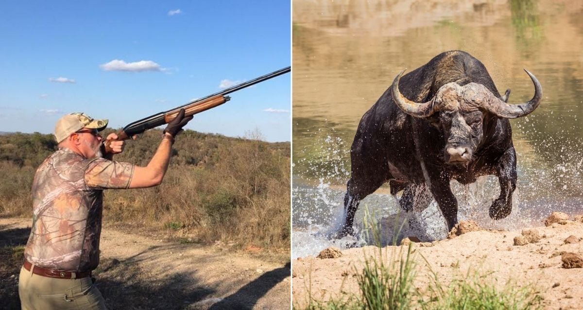 Hunter do Texas morto por Cape Buffalo na África do Sul