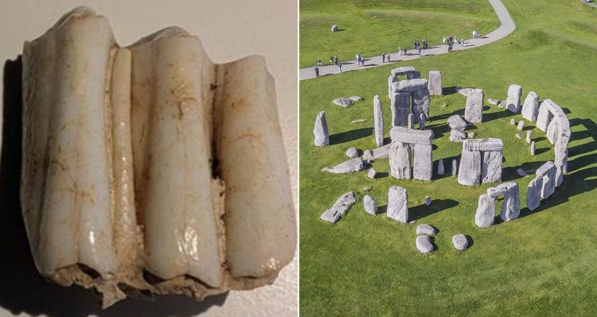 O dente da vaca responde a perguntas sobre a construção de Stonehenge