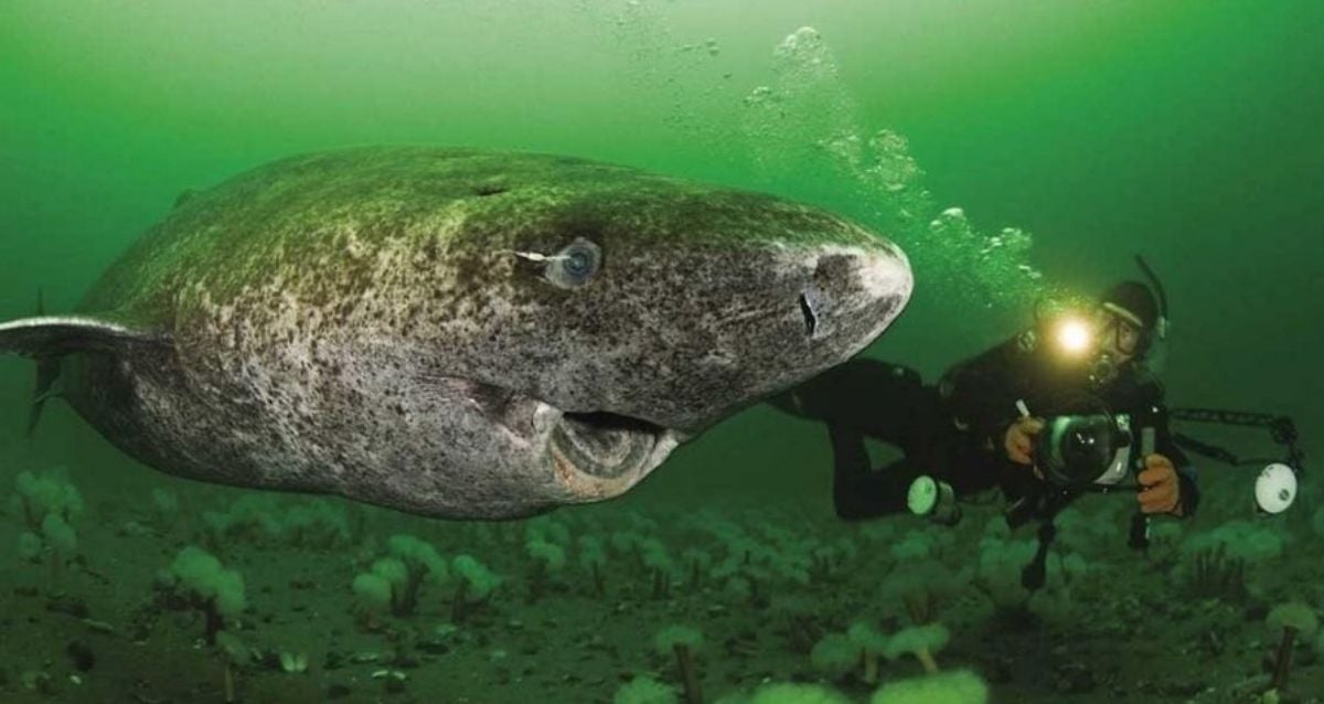 O peixe que pode viver por 500 anos