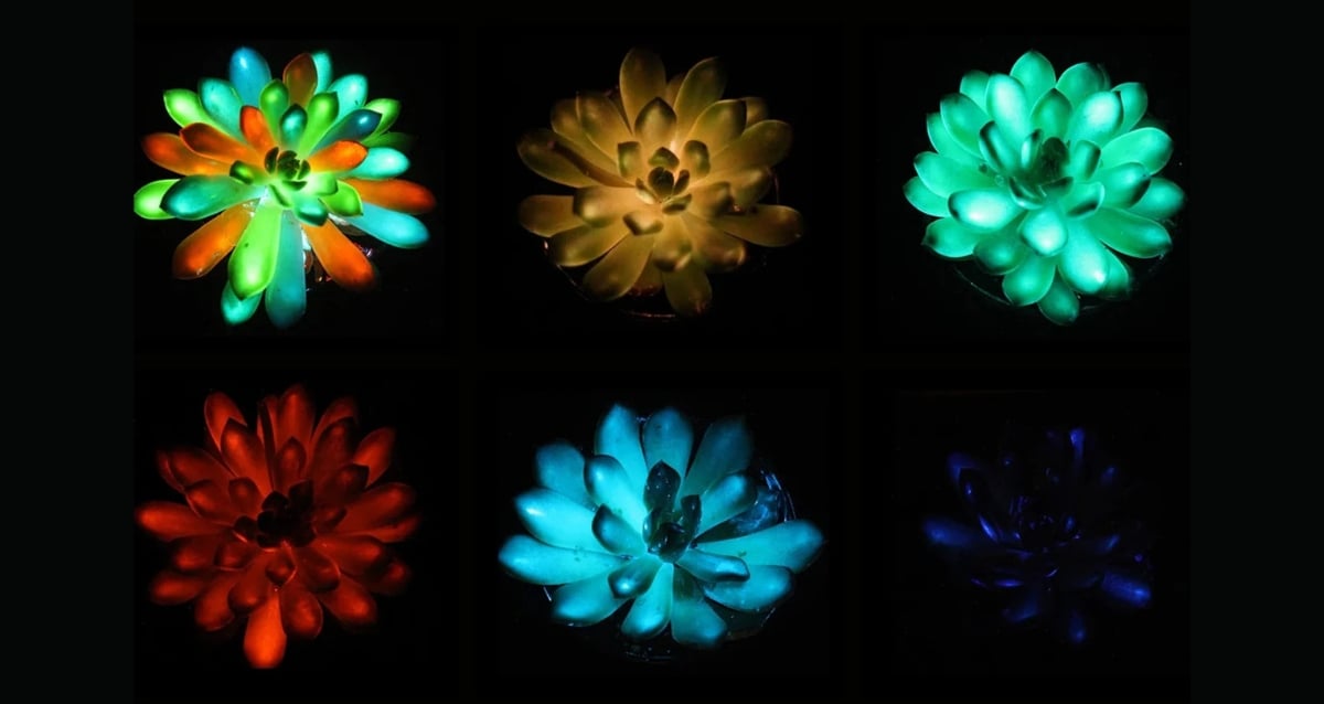 Os cientistas desenvolvem suculentas multicoloridas e brilhantes