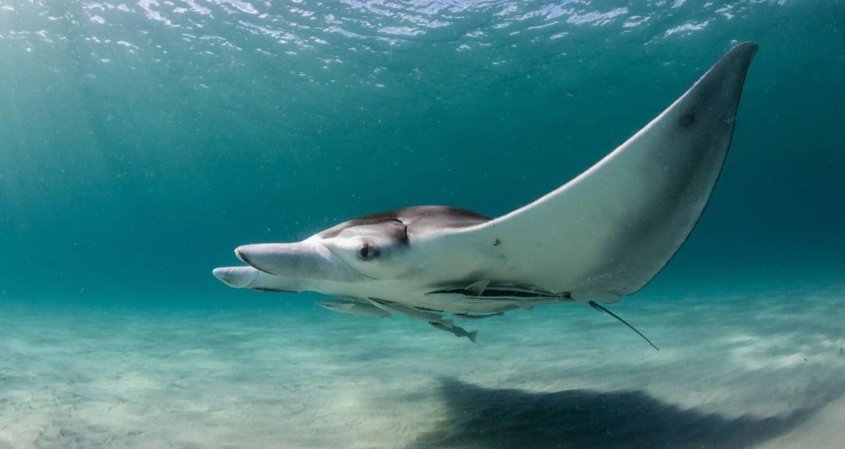Os cientistas encontraram uma terceira espécie de manta raio