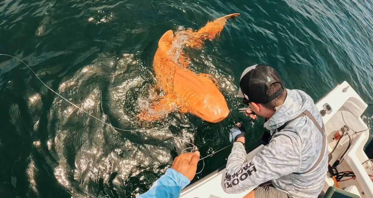 Tubarão de enfermagem laranja rara visto na Costa Rica