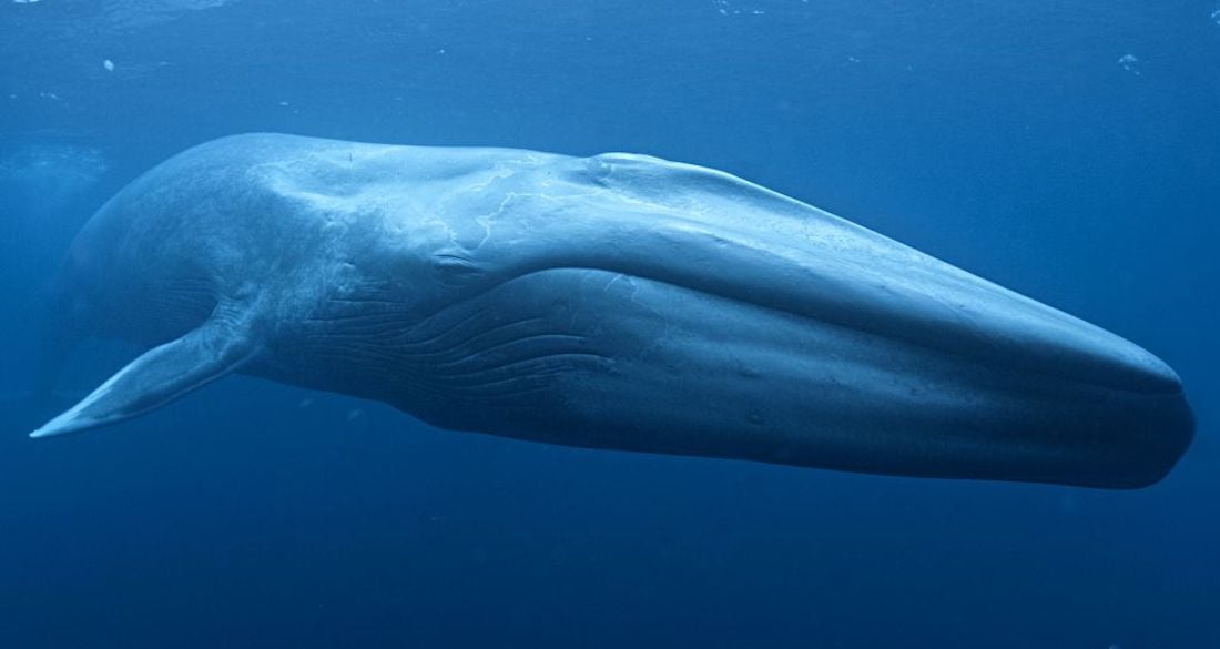Um fazendeiro tropeçou no maior fóssil de baleia azul já encontrada